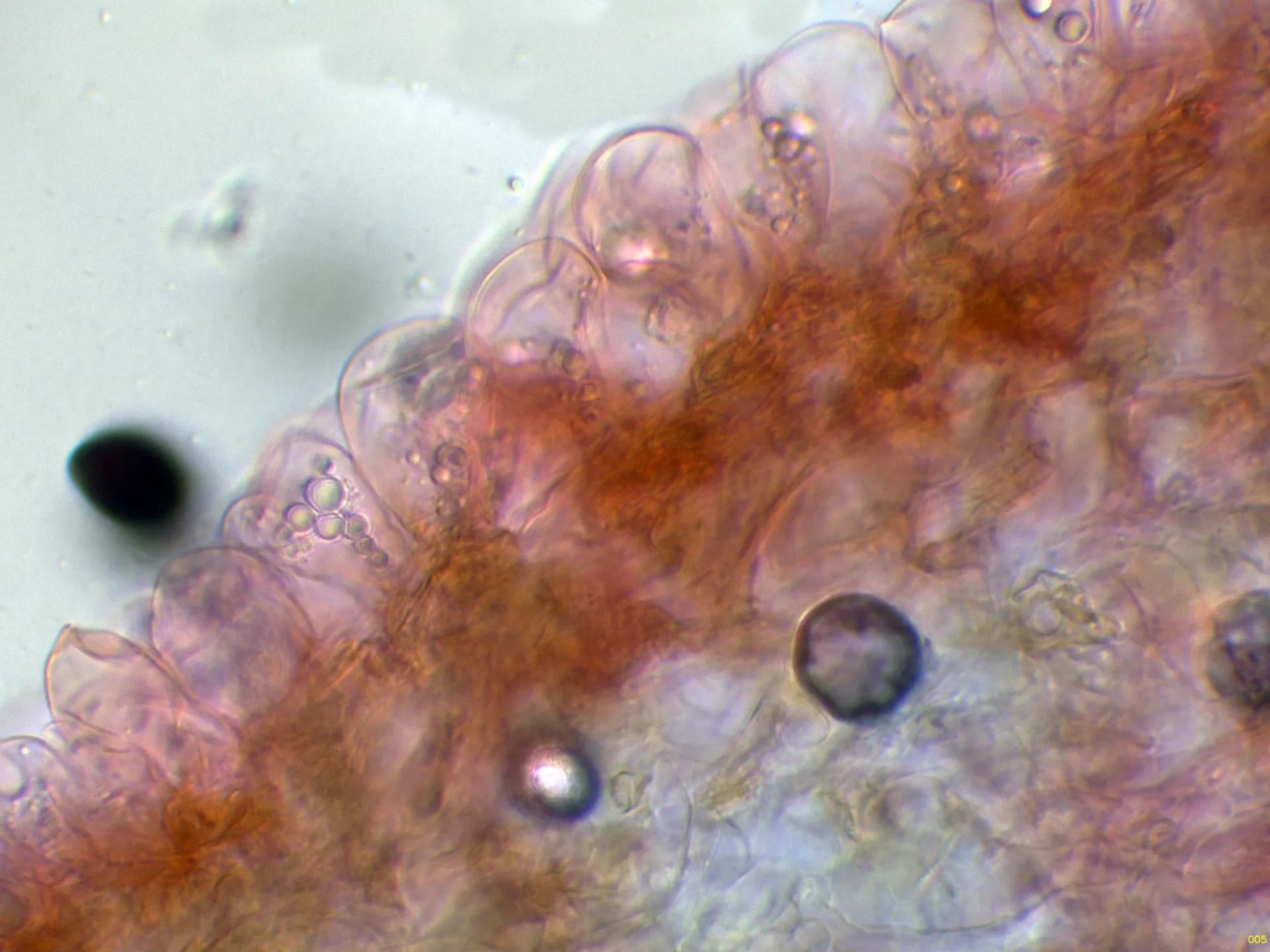 Microscopía de Parasola schroeteri - 10 - Suprapellis-005